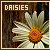 Daisies