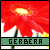 Gerbera daisy