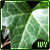 Ivy