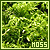 Moss