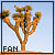 Joshua trees
