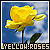 Roses: Yellow