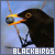 Blackbirds