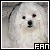 Maltese