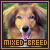 Mixed breed dogs