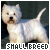 Small breed dogs