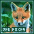 Red fox