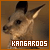 Kangaroos
