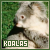 Koalas
