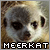 Meerkats