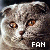 Scottish Fold cats