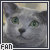 Russian Blue
