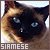 Siamese cats
