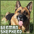 German Shepherds