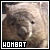 Wombats