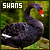 Swans