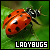 Ladybugs