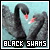 Black Swans