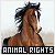 Animal Rights