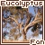 Eucalyptus