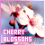 Cherry blossoms