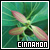 Cinnamon plant
