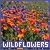  Wildflowers