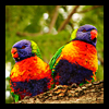 Parrots - thank you TFL! ♥